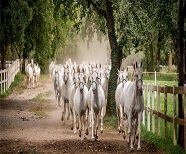 Lipica estate: an exceptional stud farm with the white Lipizzaner horses