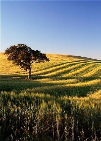 Portugal Tops the Awards