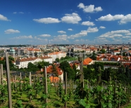 Vineyards in Prague